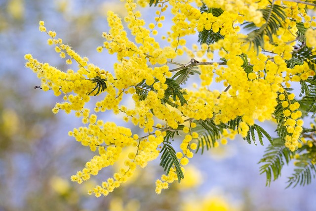 silver-wattle-7442792_640