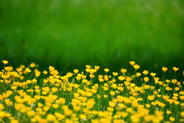 buttercups-6225833_640