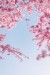 cherry-blossoms-6153384_640